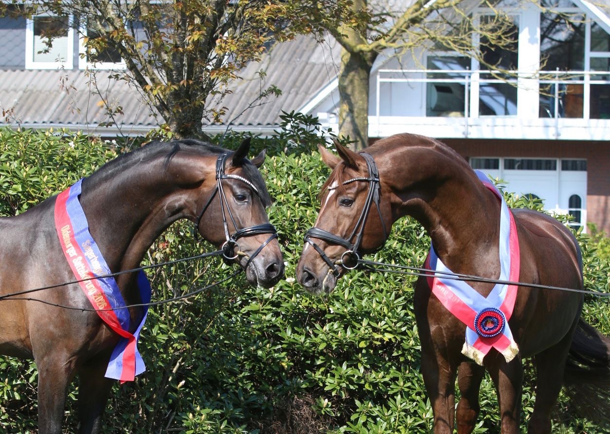 Besandro Gold Siegerhengst Oldenburger Sattelkörung
