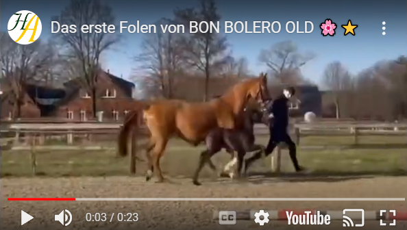 First foal of Bon Bolero OLD