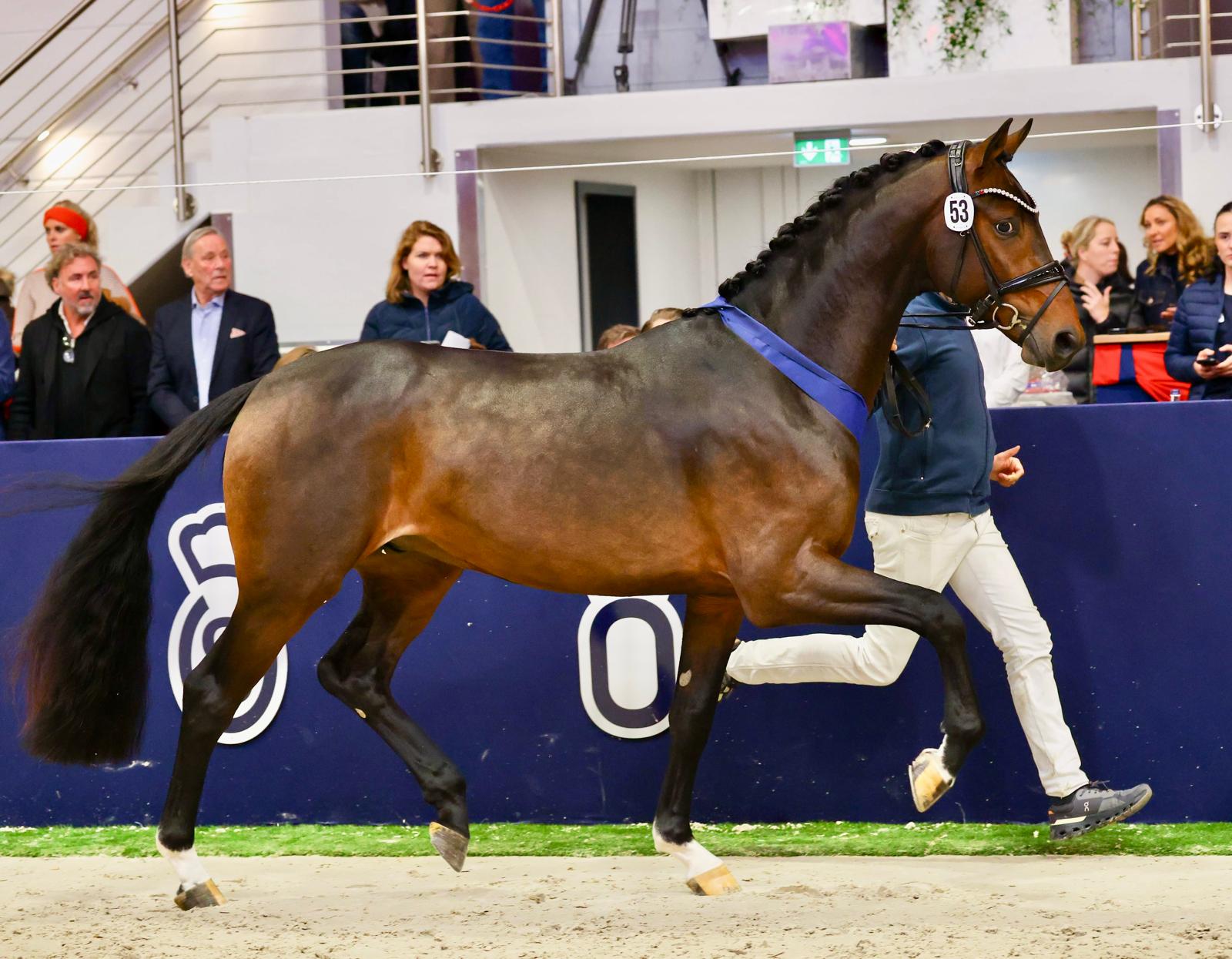 Dynamic Plaisir neuer Deckhengst 2026 Dynamic Plaisir neuer Deckhengst 2026